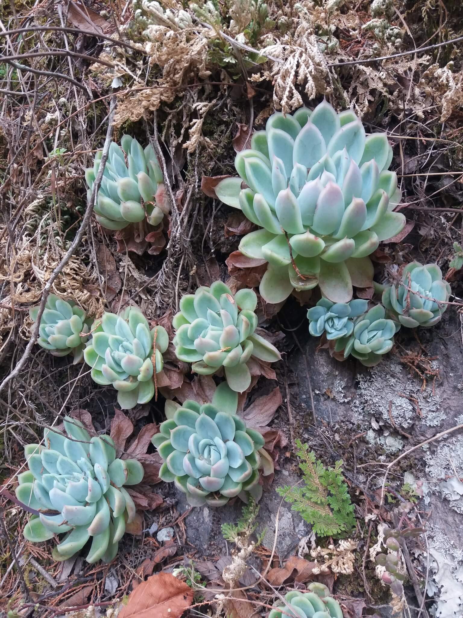 Echeveria secunda 'Pinwheel'.